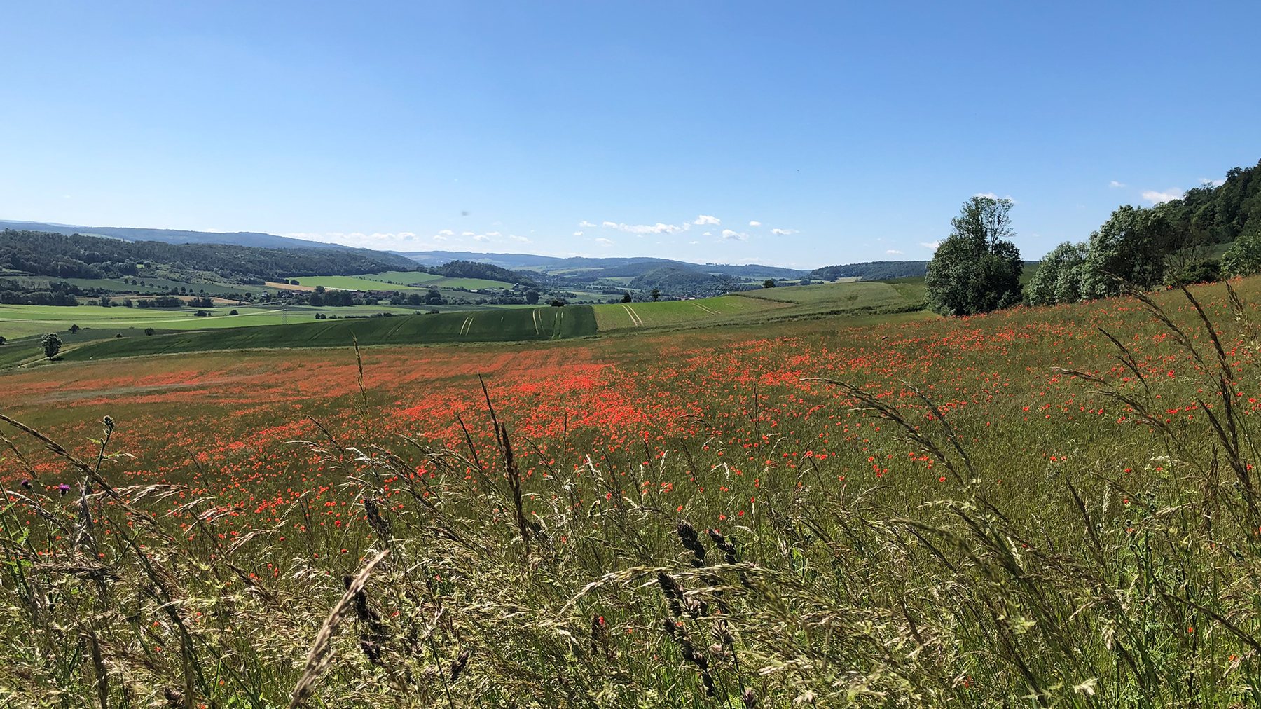 Blumenwiese